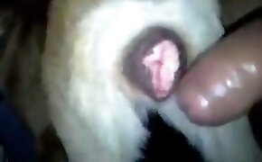 X videos da loira gostosa do porno brasileiro de quatro dando feito chuchu na cerca - guy fucks animal, zoophilia fuck porn